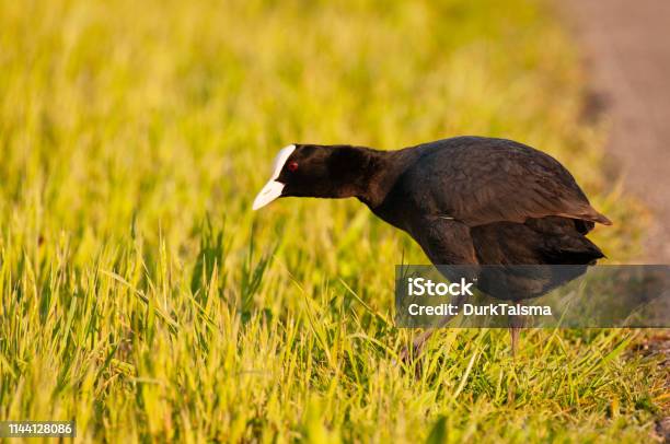 Eurasian Coot In East Flanders Stock Photo - Download Image Now - Animal, Animal Wildlife, Animals In The Wild