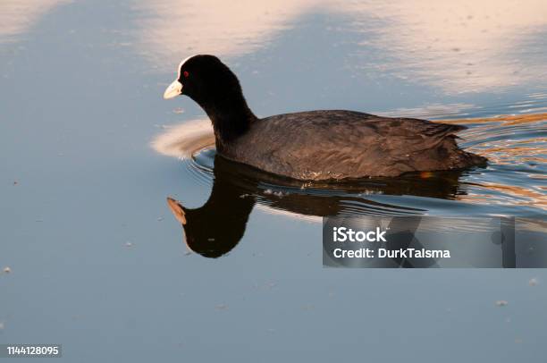 Eurasian Coot In East Flanders Stock Photo - Download Image Now - Animal, Animal Wildlife, Animals In The Wild