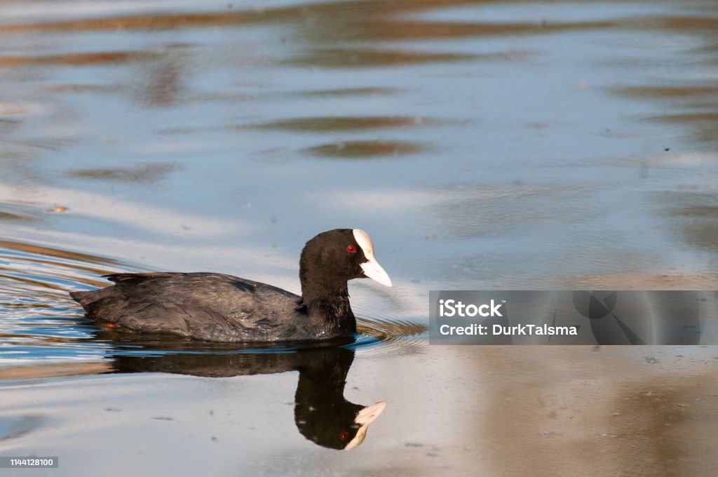 Eurasian coot in East Flanders A eurasian coot, swimming in the Dender River, around sunset. East Flanders, Belgium. Animal Stock Photo