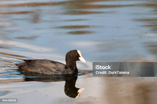 Eurasian Coot In East Flanders Stock Photo - Download Image Now - Animal, Animal Wildlife, Animals In The Wild