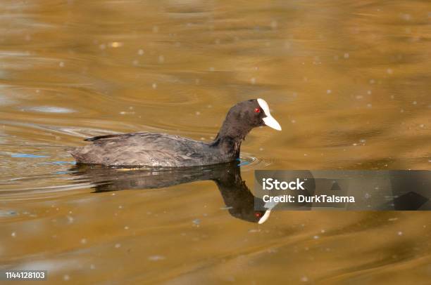 Eurasian Coot In East Flanders Stock Photo - Download Image Now - Animal, Animal Wildlife, Animals In The Wild