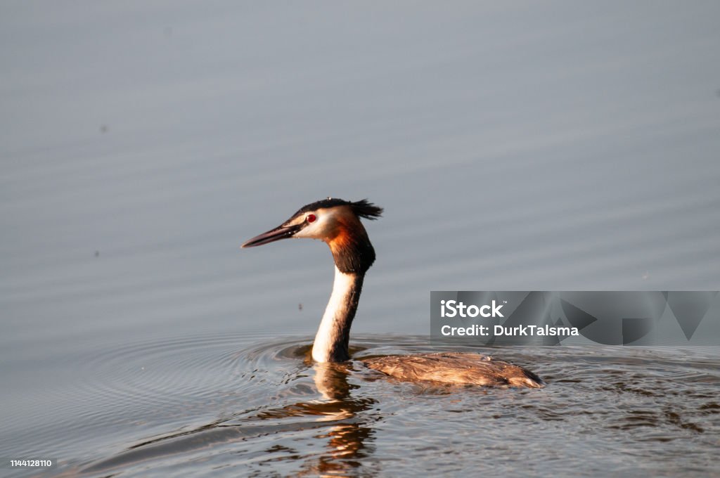 Great crested grebe in East Flanders A great crested grebe -Podiceps cristatus- swimming in the Dender River, around sunset. East Flanders, Belgium. Animal Stock Photo