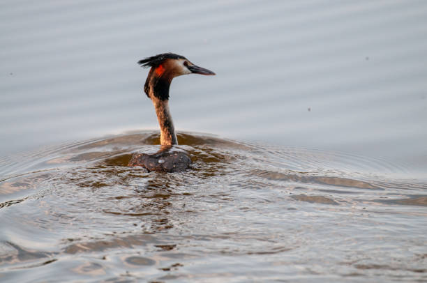 istock Great crested grebe in East Flanders 1144128128