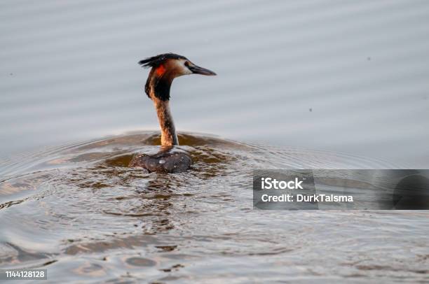 Great Crested Grebe In East Flanders Stock Photo - Download Image Now - Animal, Animal Wildlife, Animals In The Wild