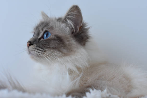 cat from burma holy breed cat from burma birman photos stock pictures, royalty-free photos & images