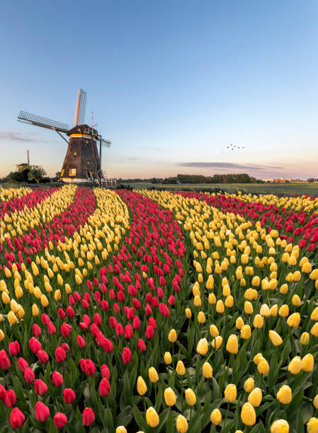 Duo color red and yellow tulips flowers blooming in curve shape against Dutch windmills during spring the rise Duo color red and yellow tulips flowers blooming in curve shape against Dutch windmills during spring the rise blue hour twilight photos stock pictures, royalty-free photos & images