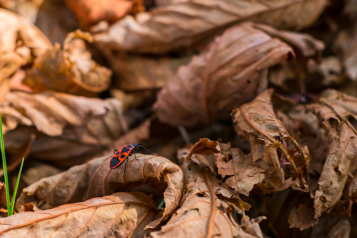 firebug on chestnut leaves