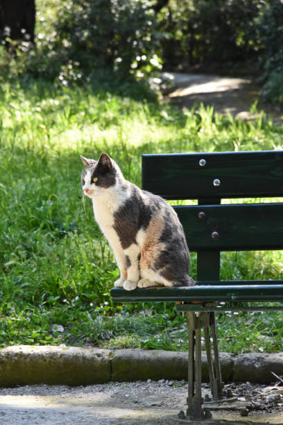 istock A place on the bench also for the cat 1144130548