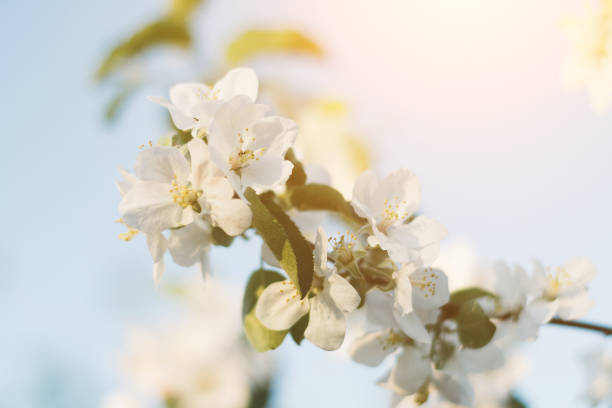 istock Spring time apple tree blossom background with sun. Beautiful nature scene with blooming apple tree and sun flare. Sunny spring wallpaper 1144130610
