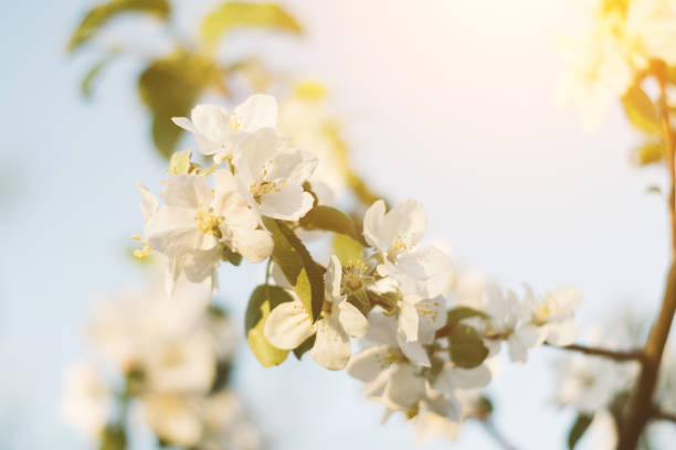 istock Spring time apple tree blossom background with sun. Beautiful nature scene with blooming apple tree and sun flare. Sunny spring wallpaper 1144130636