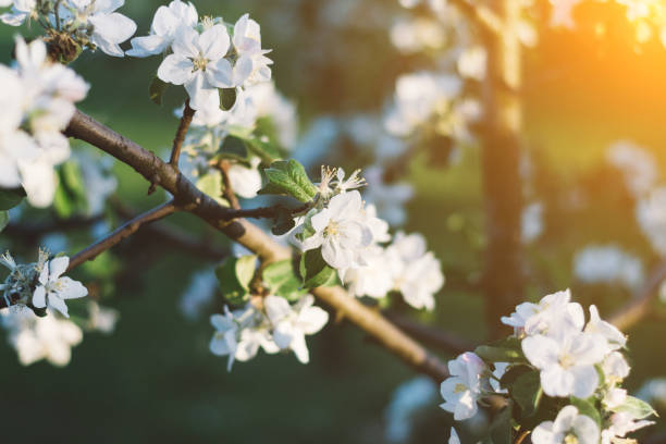 istock Spring time apple tree blossom background with sun. Beautiful nature scene with blooming apple tree and sun flare. Sunny spring wallpaper 1144130645