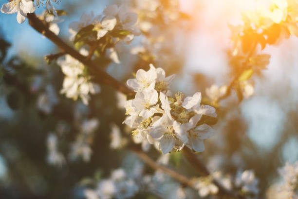 istock Spring time apple tree blossom background with sun. Beautiful nature scene with blooming apple tree and sun flare. Sunny spring wallpaper 1144130720
