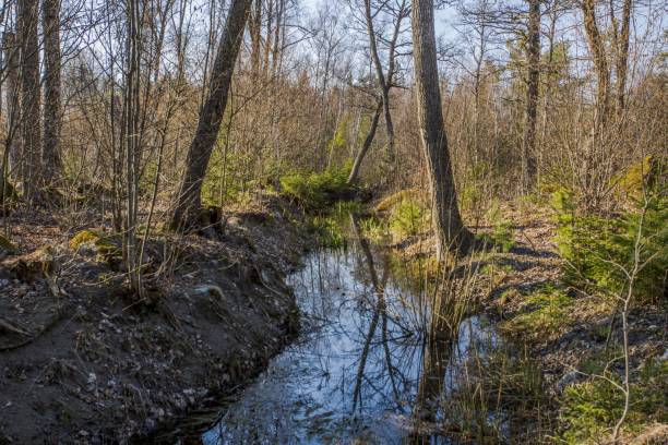 istock Stream in forest. Beautiful nature landscape. Trees reflection on water. Spring time in Sweden. 1144130753