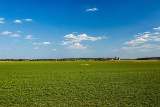 istock Beautifiull view on  wheat field on a spring day. Agriculture concept. 1144130765