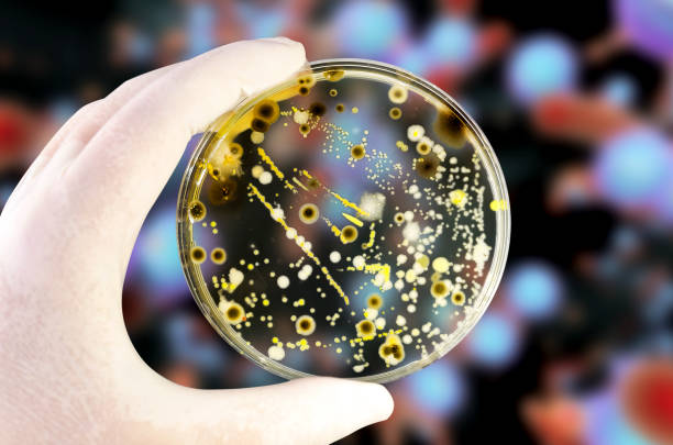 colonias de microbios en placa de petri sobre el fondo microbiano - staphylococcus petri dish bacterium biology fotografías e imágenes de stock