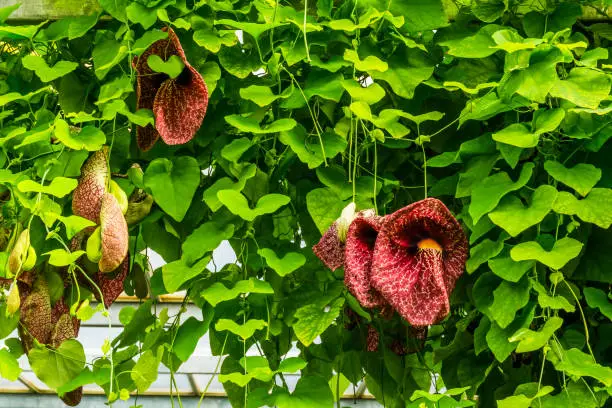 Dutchman's vine, beautiful decorative garden and home plant, popular tropical plant from America