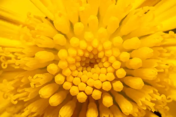 The eye of a yellow daisy flower. Centre of a daisy flower