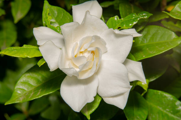 istock Spiraled Blossomed white rose with beautiful petals 1144132721