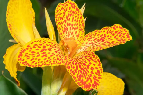 Yellow Canna Lily with orange spots colourful flower blossomed