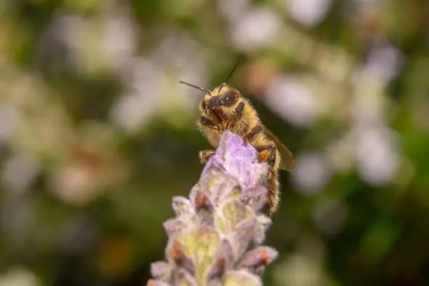 Honey bee sitting on the tip of a purple and pink flower looking up with its antennas up and a beautiful bokeh of flowers in the background