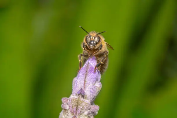 Honey bee sitting on a purple and pink flower looking at the camera curiously with its antennas up and a beautiful green background