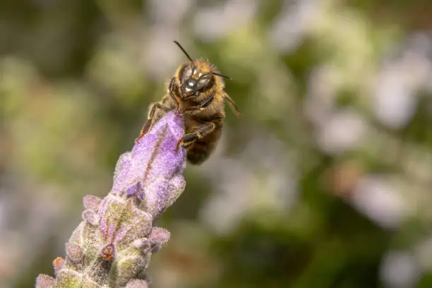 Honey bee sitting on the tip of a tilted purple and pink flower with antennas pointed to its side with a beautiful bokeh of flowers in the background