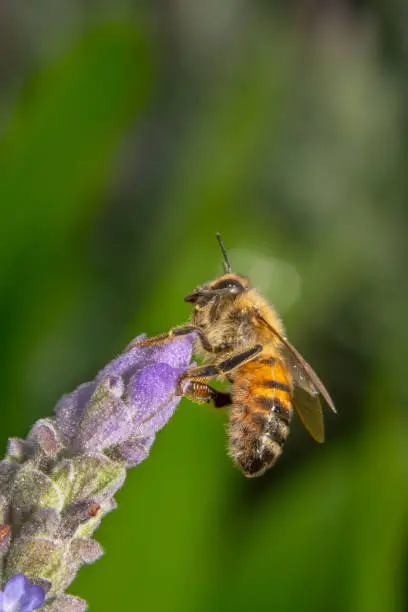 Side view shot of a Honey bee sitting on the tip of a tilted purple and pink flower with antennas up with a beautiful green background