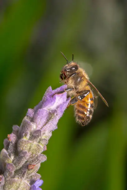Honey bee sitting on the tip of a purple and pink flower looking to the side with its antennas up and a beautiful green background side view shot