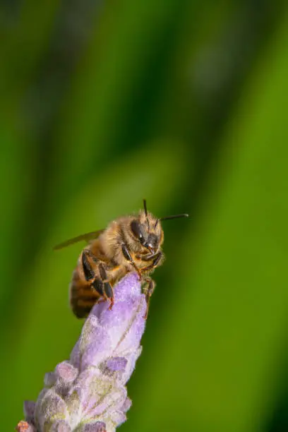 Honey bee looking over by sitting on the tip of a purple flower in the lower corner with a beautiful green background