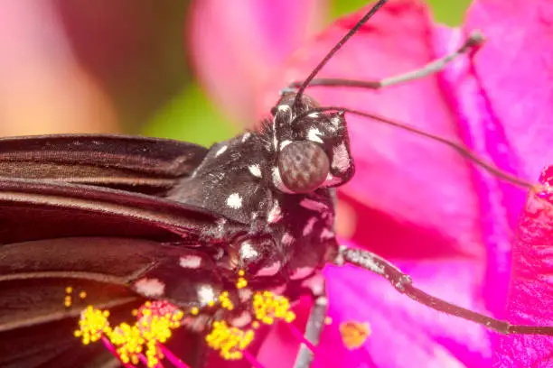 Top side view of a common crow butterfly euploea core sitting on a pink flower. Black and white spot butterfly with antennas up