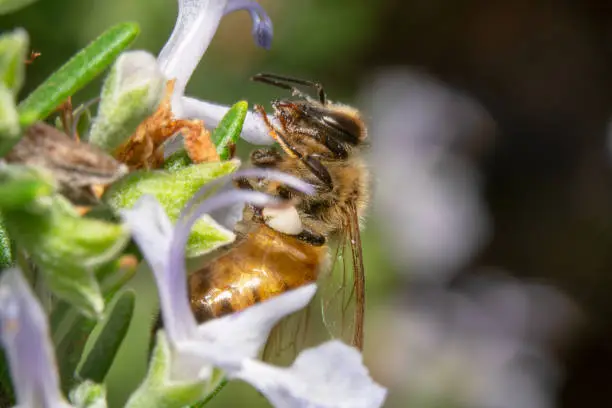 Honey bee sitting on white flower looking for nectar