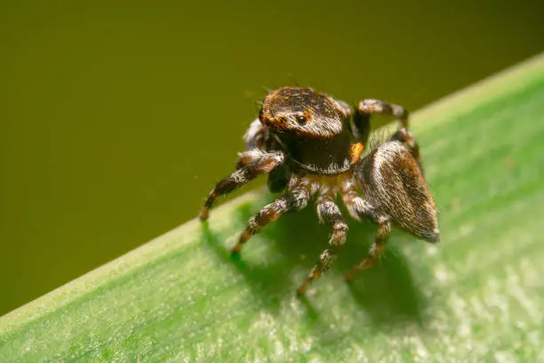 Black and orange jumping spider is standing on a green leaf ready to jump off