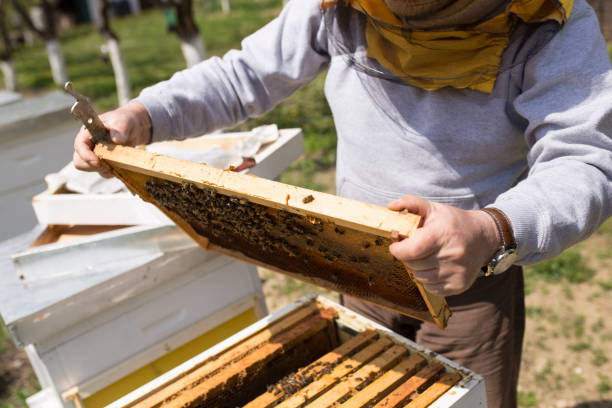 istock Bee keeper lifting shelf out of hive 1144133158