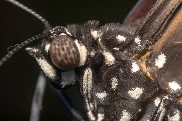 Close up shot of a common crow butterfly, scientific name: Euploea core with feathers like a bird and clear antennas