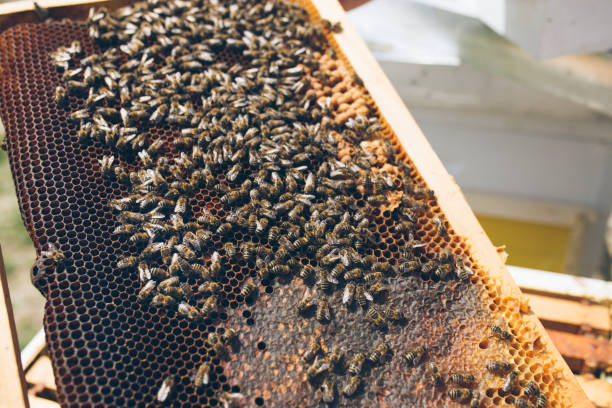 istock Swarm of bees on beehive frame 1144133291