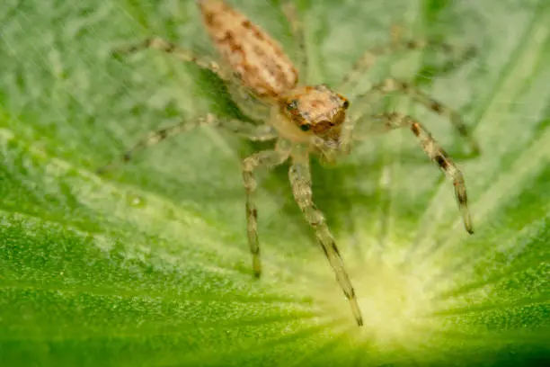 Orange and light brown jumping spider with lens like eyes on a green leaf full of spider webs everywhere