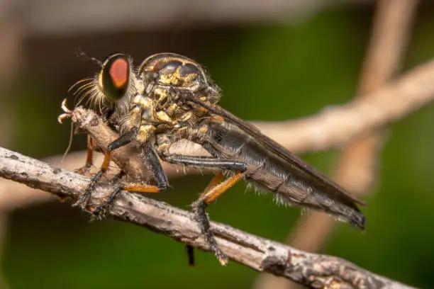 Full body shot of a Common Yellow Robber Fly  sitting on a stick with red eyes