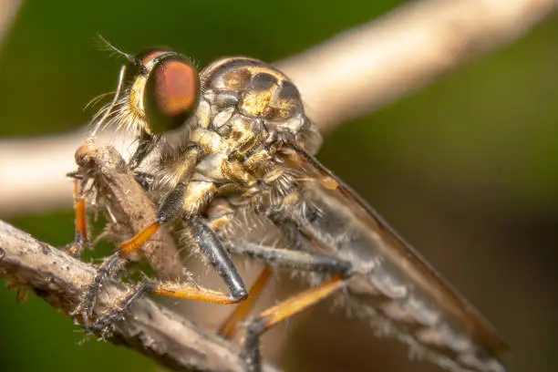 Almost Full body shot of a Common Yellow Robber Fly sitting on a stick with red eyes and antennas up