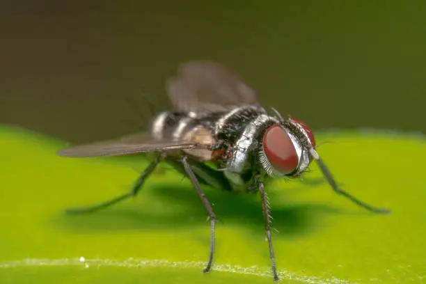 Housefly with spiky hair sitting on a green leaf with pixelated eyes