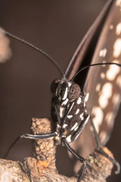 Portrait shot of a Common crow butterfly euploea core sitting on a stick with grey background with eyes in focus