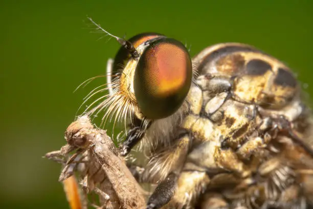 Head shot of a Common Yellow Robber Fly from the side with hunched back, pixelated beautiful colourful eyes and antennas up