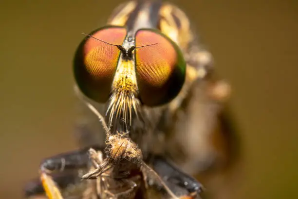 Head shot of a Common Yellow Robber Fly from the front/posing for the camera with  pixelated beautiful colourful eyes and antennas up and orange background