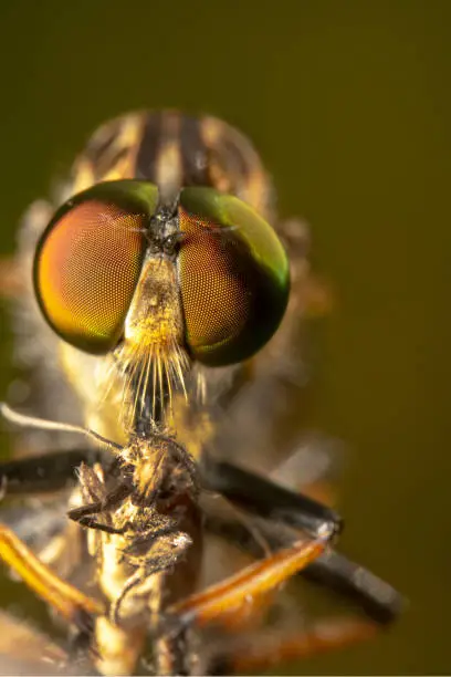 Common Yellow Robber Fly close up shot of pixelated eyes and orange background