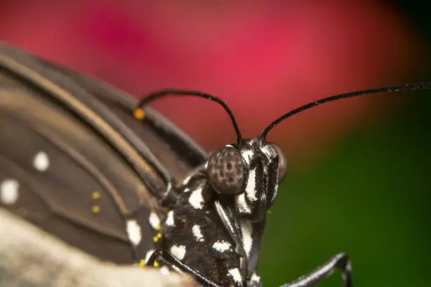 Common crow butterfly, scientific name: Eulopea core headshot with antennas up and pink/red background of flowers