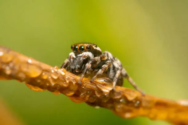 Orange and black jumping spider on a bridge of a dry plant with water droplets on it and a beautiful green and yellow background