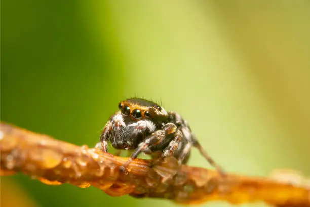 Close up shot of a Orange and black jumping spider on a bridge of a dry plant with water droplets on it and a beautiful green and yellow background