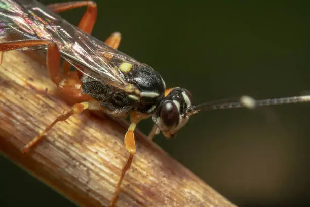 Brown legged Black Ichneumon Wasp half body shot crawling down on a dry leaf clear eyes and antennas