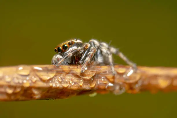 Close up shot of a Orange and black jumping spider on a bridge of a dry plant with water droplets shot from the side