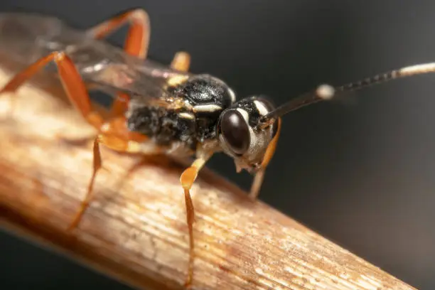 Close up of a Brown legged Black Ichneumon Wasp half body shot crawling down on a dry leaf clear eyes and antennas