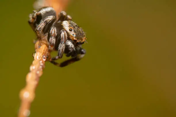 Orange and black jumping spider hanging upside down on a bridge of a dry plant with water droplets on it and a beautiful orange background